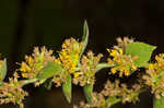 Autumn goldenrod 